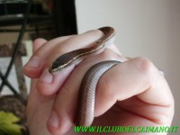 /album/galleria-foto-lampropeltis/cimg0025-jpg1/
