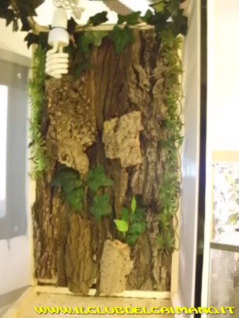 CAMALEONTARIO SFONDO 3D CORTECCIA, SUGHERO VERI ED EDERA SINTETICA, MISURE 80x40x40, RETE FRONTALE: 99 EURO