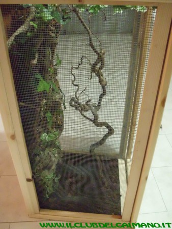 CAMALEONTARIO SFONDO 3D CORTECCIA, SUGHERO VERI ED EDERA SINTETICA, MISURE 100x40x40, RETE FRONTALE: 119 EURO